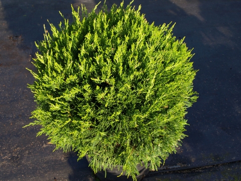 Jałowiec pośredni (Juniperus media) Mint Julep - formowana kula